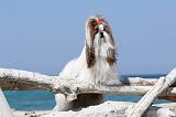 SHIH TZU 044